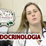 Conheça as endocrinopatias mais frequentes em cães e gatos, hipotireoidismo, obesidade e diabetes mellitus.